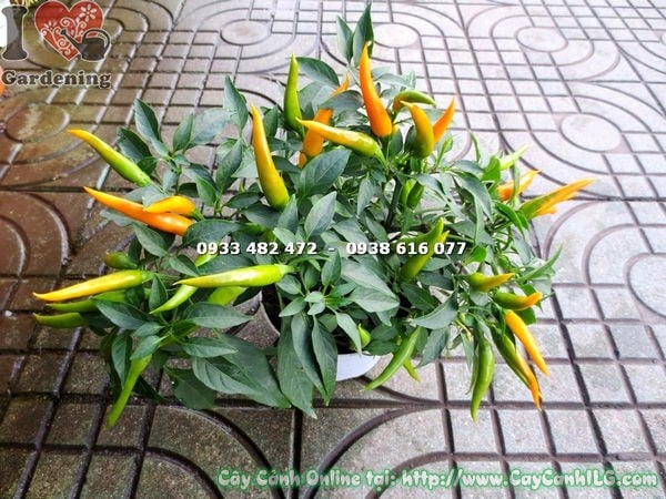 Cây ớt đổi màu 15cm trái xanh đỏ rực rỡ trên cành