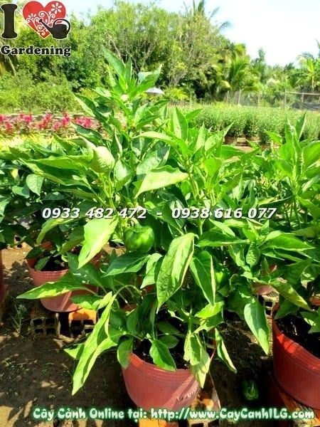 Cây ớt mỹ cảnh Ms 19216 – hình chụp thực tế tại vườn ILG