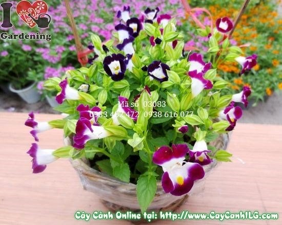 hoa păng xê nhiều màu sắc rực rỡ cao 15cm
