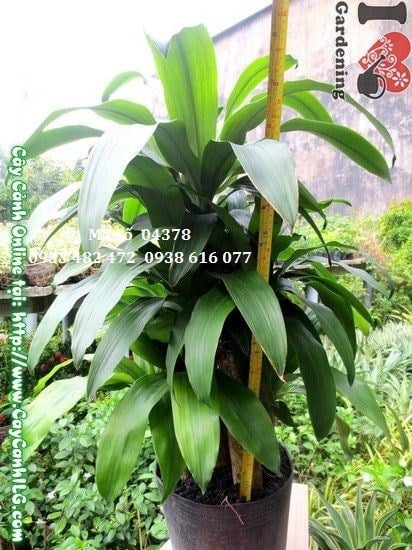 Cây phát tài 5 khúc cao 75cm – cây phong thủy trang trí sảnh văn phòng