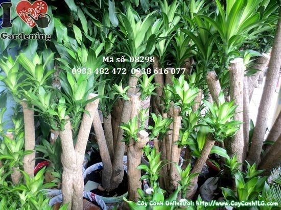Cây phát tài gốc lớn 1,5m trưng bày sảnh văn phòng