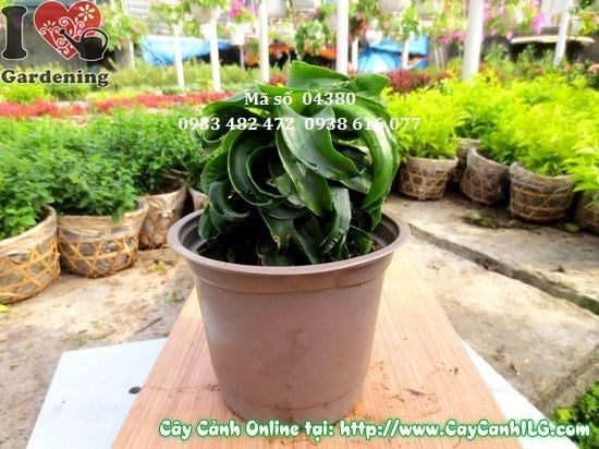 Cây Phát Tài Hoàn Vũ cao 15cm dáng lá xoắn đẹp mắt