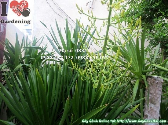 Cây Phát Tài Núi Cao 3,5m Ms 08316 tại ILG
