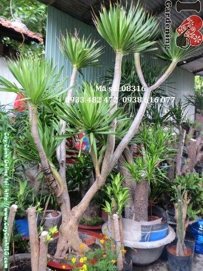 Thân và tán cây Phát Tài Núi 3,5m Ms 08316