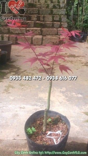 Lá đỏ đặc trưng của Cây Phong Lá Đỏ Canada – Ms 22467