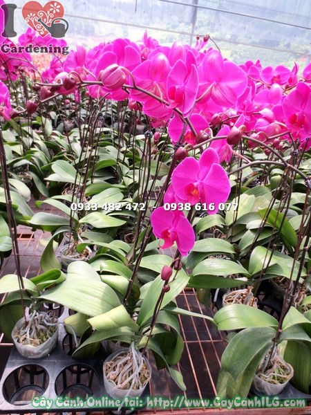 Cánh hoa lan hồ điệp hồng mềm mại và sang trọng