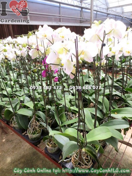 Hoa phong lan hồ điệp trắng nhụy vàng – cánh hoa thuần khiết, nhụy vàng nổi bật