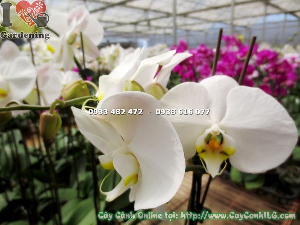Cây phong lan hồ điệp hoa trắng nhụy vàng – chăm sóc đúng cách để hoa bền đẹp