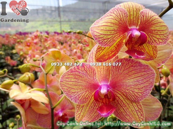 Chi tiết hoa phong lan hồ điệp cam sọc - vân hồng đậm trên cánh cam