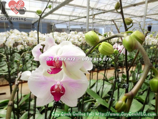 phong lan hồ điệp má hồng nở hoa rộ đẹp mắt