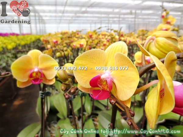 Hoa phong lan hồ điệp vàng cam rực rỡ – Ms 14989 caycanhilg.com