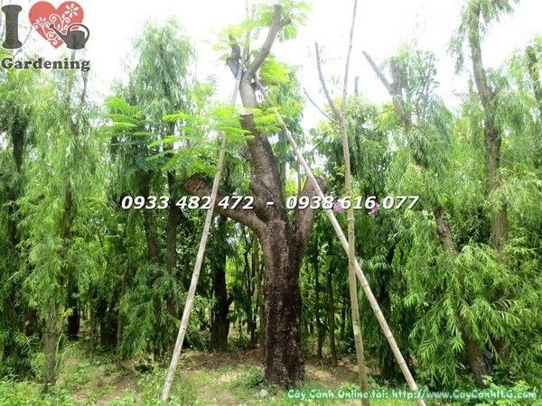 Cây Phượng Lớn Cao 5m – Ms 22186 tại vườn ILG