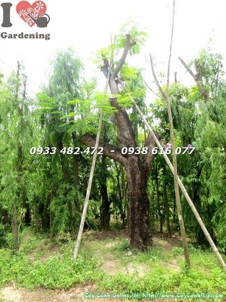 Hoa phượng đỏ rực – Cây Phượng Lớn Cao 5m Ms 22186