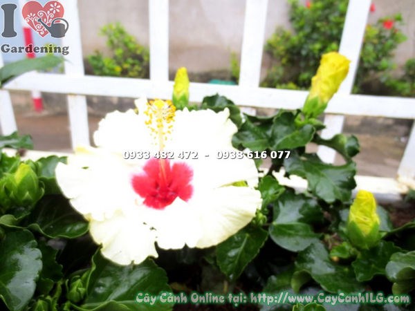 Cây hoa bông bụp thái màu trắng trồng ngoại thất – sân vườn, hàng rào, chậu cảnh