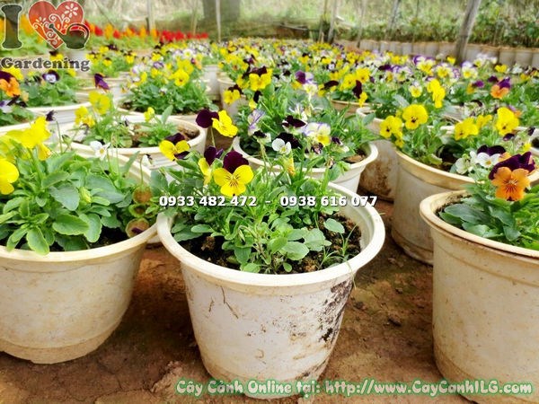 cây hoa bướm trồng cảnh quan sân vườn đẹp