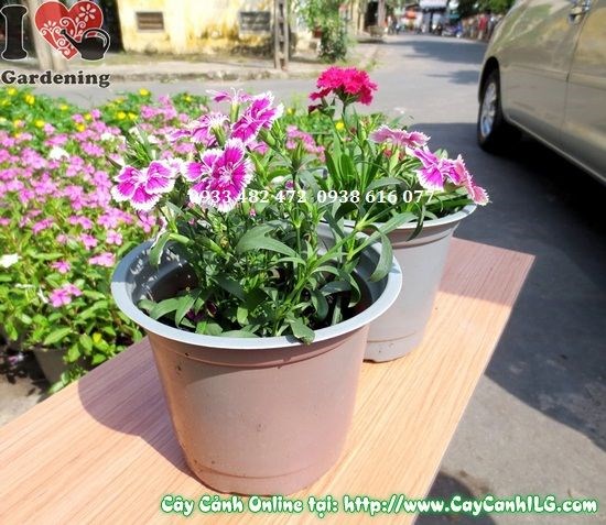 Cây hoa cẩm chướng cao 10cm Ms 02774 - cây giống đẹp khỏe mạnh