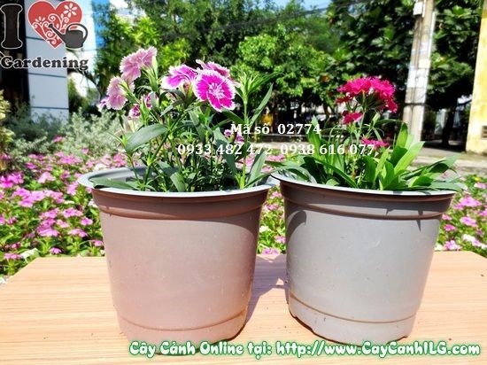 Hoa cẩm chướng 10cm Ms 02774 nhiều màu đẹp