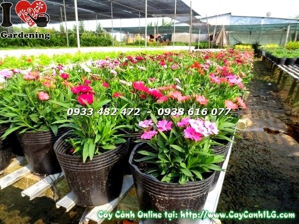 Cây hoa cẩm chướng đang ra hoa đẹp tại vườn ILG