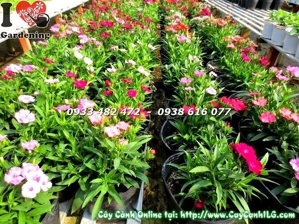 Vườn cây hoa cẩm chướng nhiều màu sắc cung cấp sỉ lẻ ILG