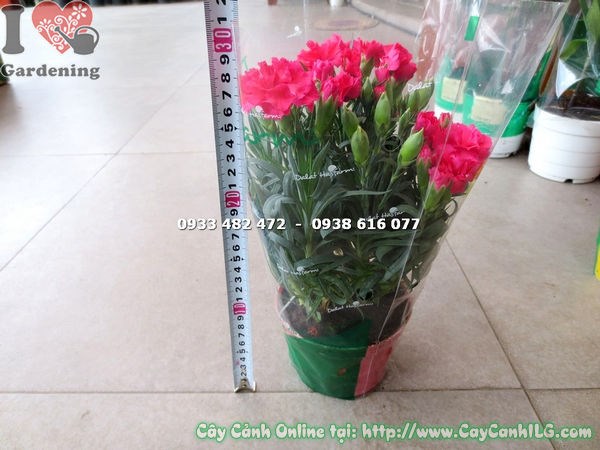 Chi tiết hoa cẩm chướng đỏ nhiều cánh đẹp tươi