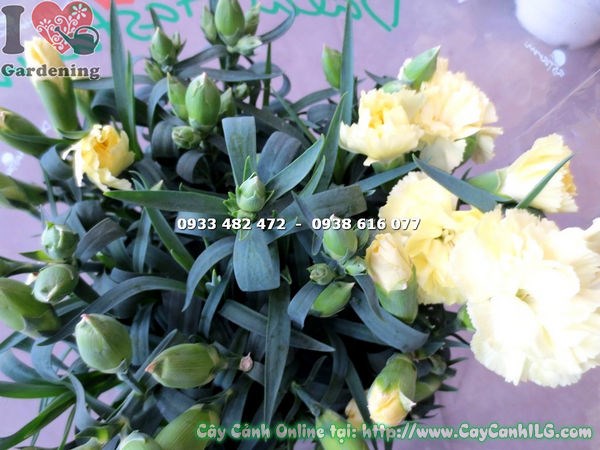 Cây hoa cẩm chướng màu vàng nhạt cao 20cm - Ms 16574