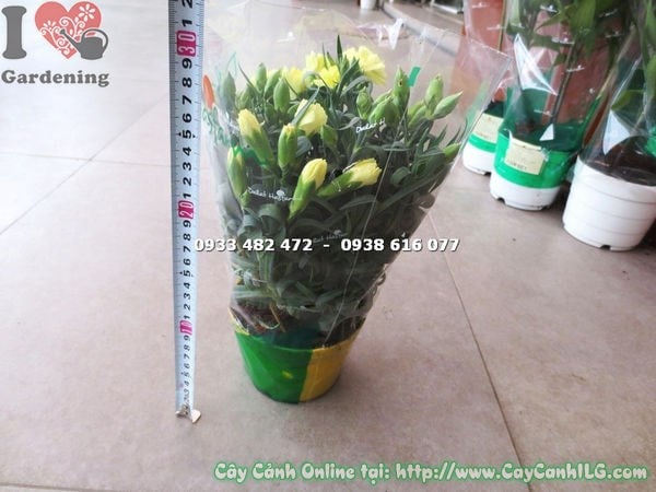 Chi tiết hoa cẩm chướng màu vàng nhạt Ms 16574