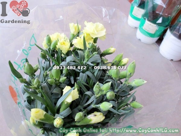Cẩm chướng vàng nhạt trong vườn cảnh quan