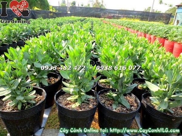 Cây hoa cát tường chậu lớn nhìn toàn cảnh, tán đầy nụ hoa