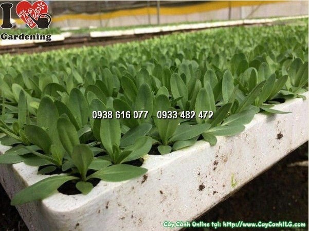 Cây hoa cát tường giống cao 3–3,5cm nhìn gần bộ lá tươi xanh