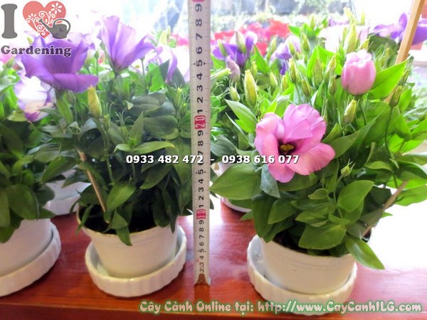 Cây hoa cát tường màu hồng – hoa nở đẹp rực rỡ