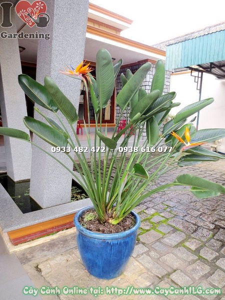 Chi tiết hoa chim thiên đường Đà Lạt – bông hoa cam xanh đặc trưng