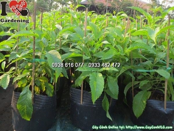 Cây hoa chuông vàng giống cao 30cm – cây nhỏ đang phát triển, sẵn sàng ra hoa