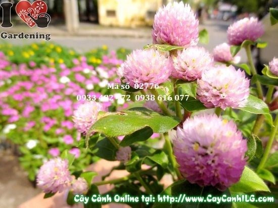 Cây cúc bách nhật hồng cao 25cm trồng chậu trang trí tiểu cảnh