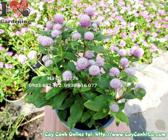 Hoa cúc bách nhật hồng nở rực rỡ trồng bồn hoa cảnh quan