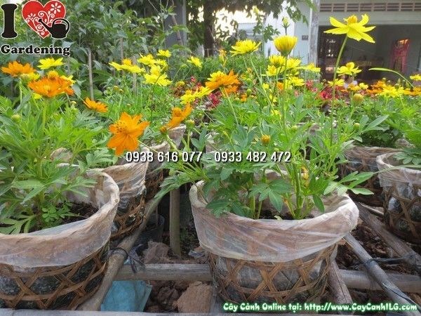 Cây cúc chuồn chuồn 20cm trồng bồn trang trí khuôn viên đẹp mắt