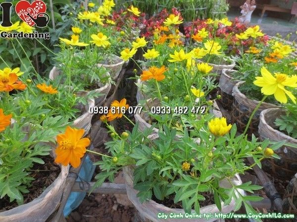 Chăm sóc cây hoa cúc chuồn chuồn 20cm – tưới nước và ánh sáng đúng cách