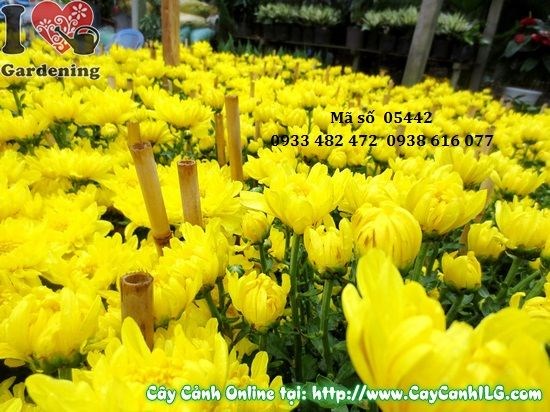 Hoa cúc đại đóa cận cảnh cánh hoa xếp đều đặn