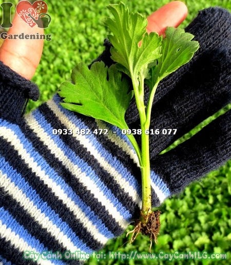 Hoa cúc giống cao 10cm màu sắc đẹp