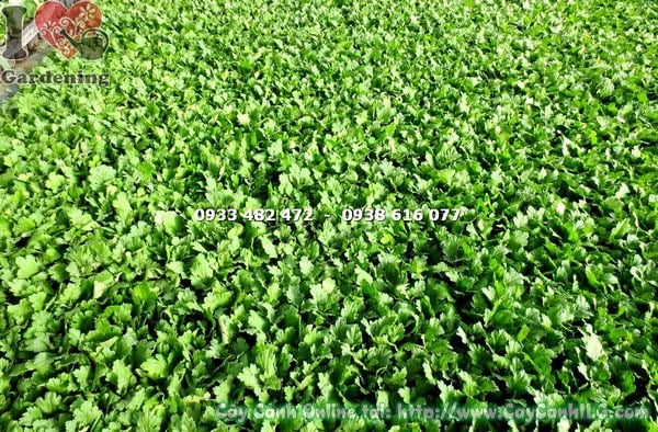 Cây hoa cúc giống cao 10cm Ms 14492 tại ILG