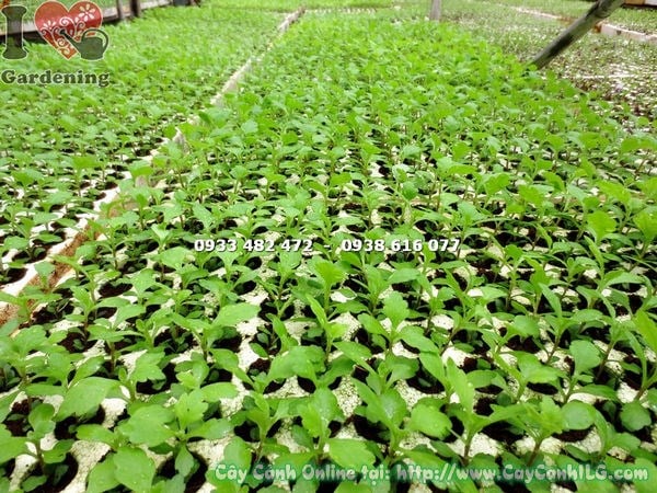 Cây hoa cúc giống Ms:15495 – cây giống chất lượng cao tại ILG