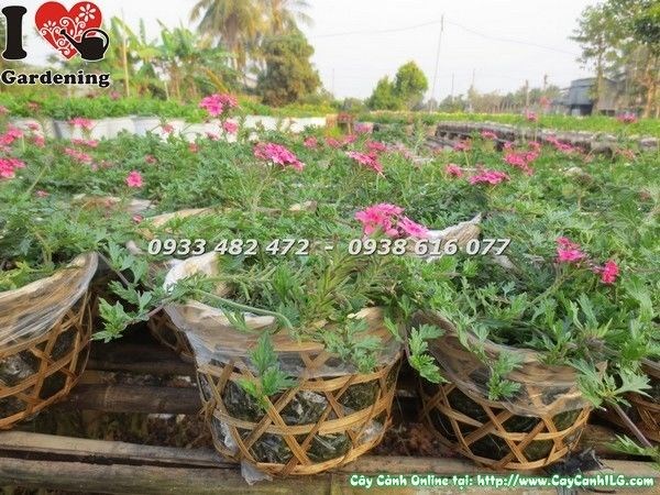 cây hoa cúc indo giống Ms 23328 tại vườn ILG