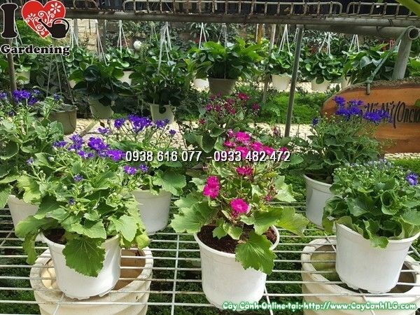 Cây hoa cúc lá nho ứng dụng trong dự án cảnh quan công trình