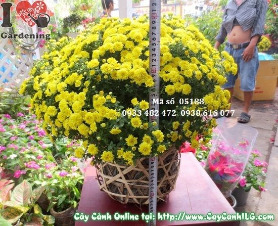 Cây hoa cúc mâm xôi đang nở hoa vàng tươi