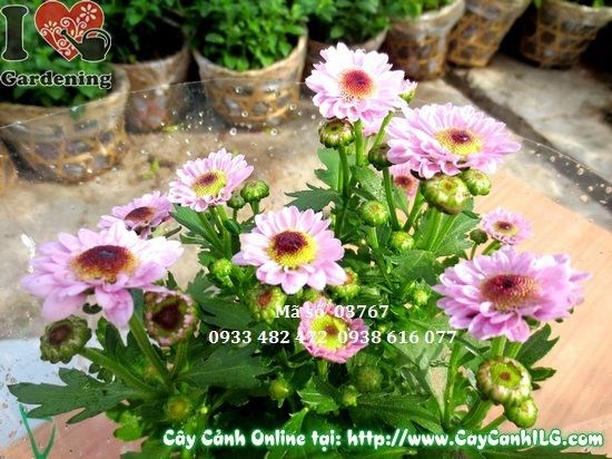 Cây hoa cúc Pico tím trồng ngoại thất công trình