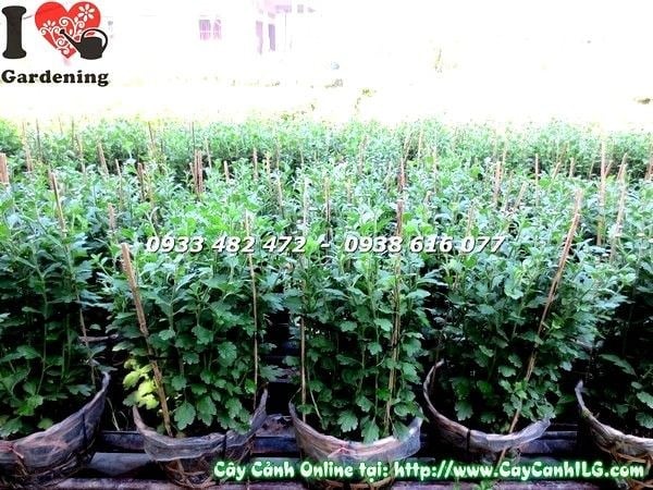 Hoa cúc Tết cao 50cm bông vàng rực chụp ngày 29/11 âm lịch