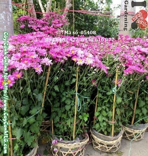 Cây hoa cúc tím cao 90cm – màu sắc ấn tượng cho sân vườn