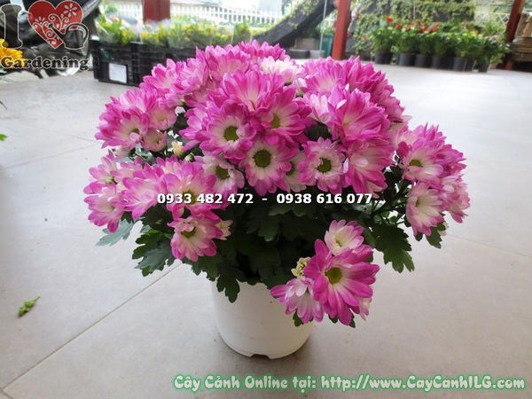 cây hoa cúc tím hồng mini cao 25cm – sắc hoa dịu dàng tươi tắn
