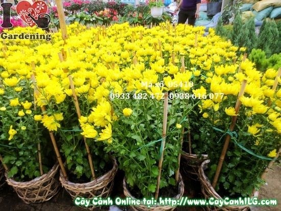 Cây hoa cúc vàng trồng trang trí khuôn viên sân vườn
