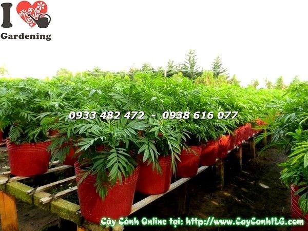 Cây cúc vạn thọ con gieo từ hạt đang phát triển