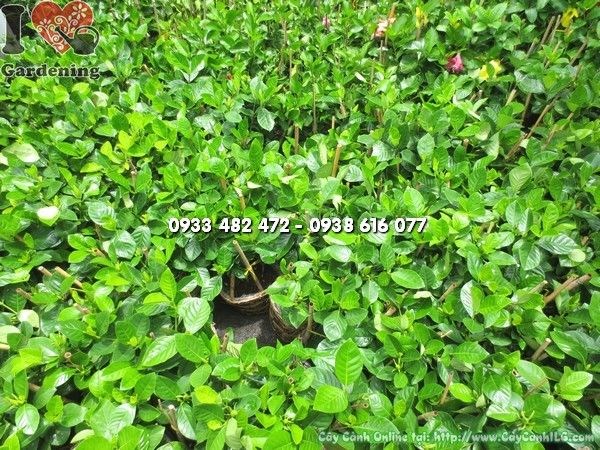 cây hoa dành dành nở hoa trắng – trồng sỉ dự án cảnh quan
